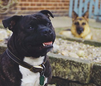 GoTo... What I know about dogs!